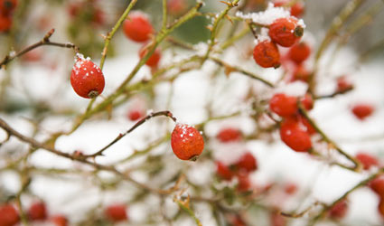 berries